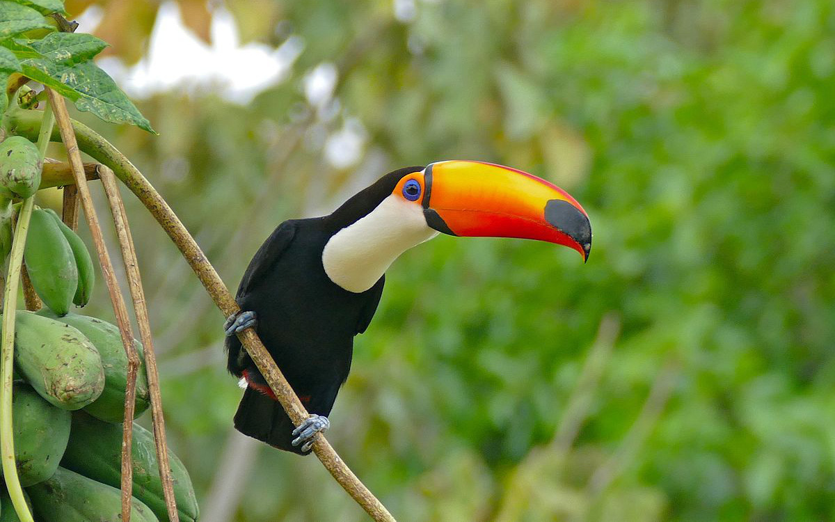 Chim Toco Toucan: Loài chim sở hữu chiếc mỏ dài bằng cơ thể