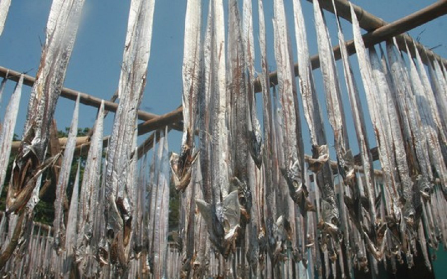 Cà Mau: Ngư dân trúng đậm, cá hố khô phơi trắng làng