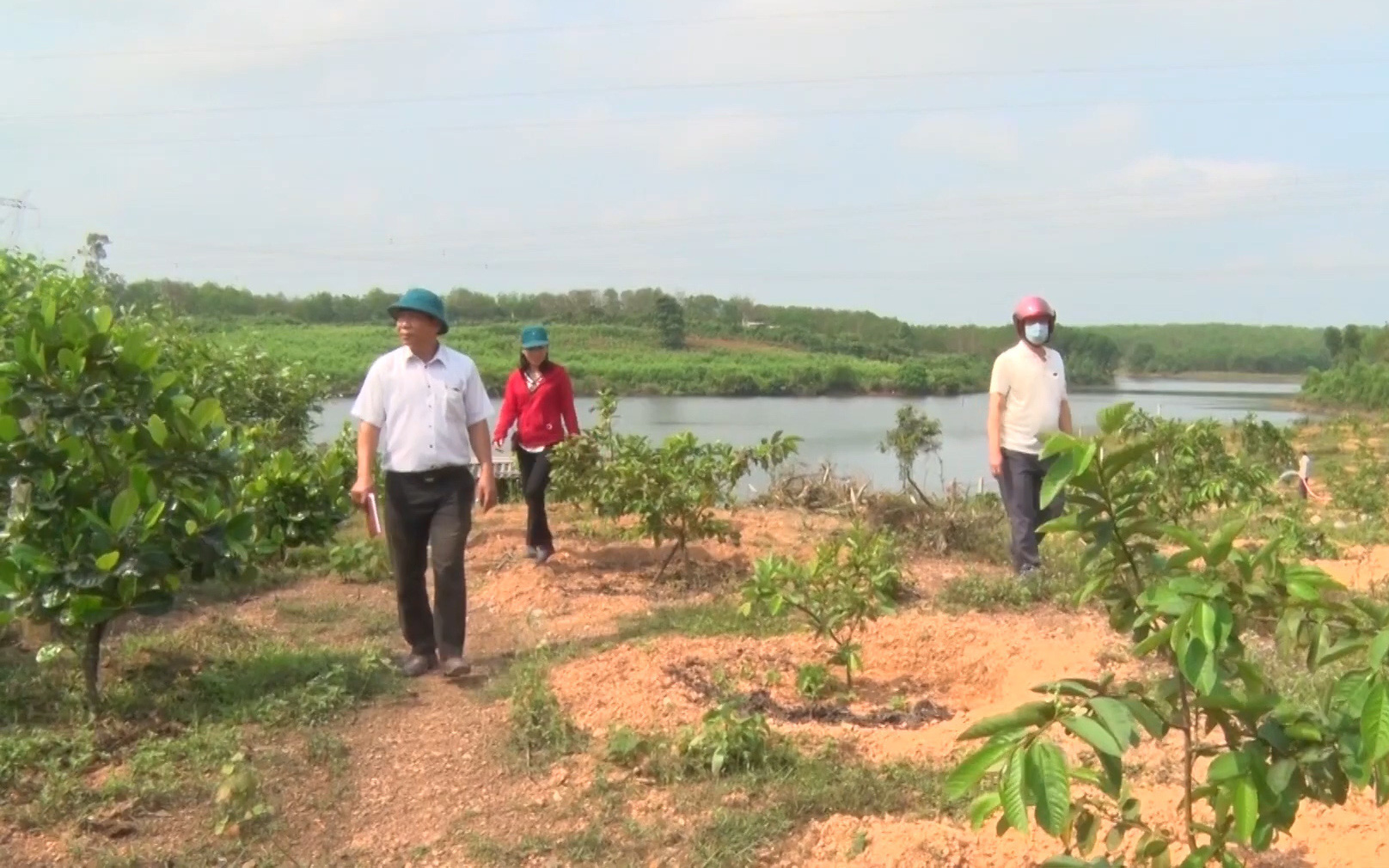 Quảng Trị: Bỏ trồng tràm, anh nông dân chuyển sang mô hình nông lâm hiệu quả, kinh tế cao