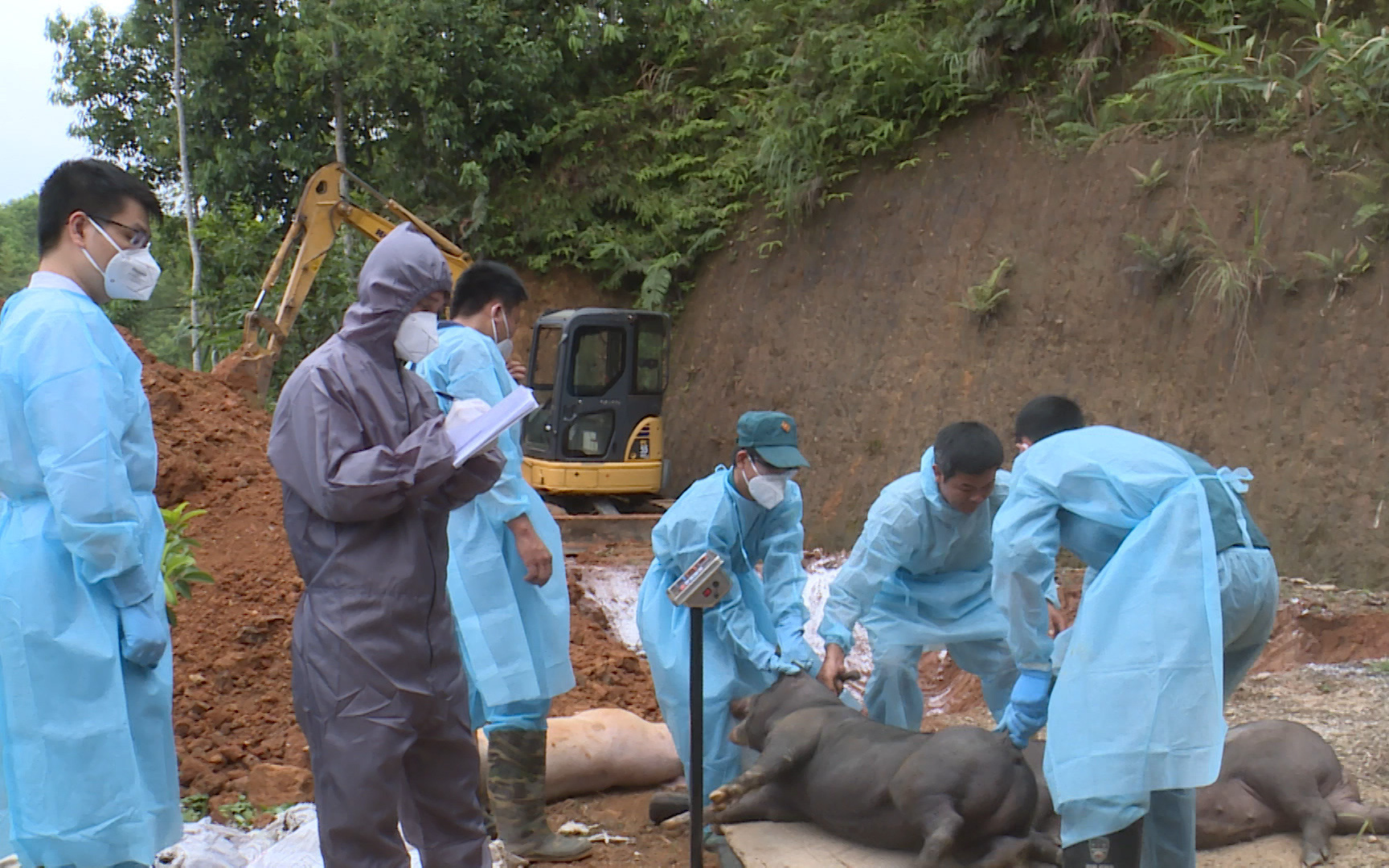 Lào Cai: Tiêu huỷ 375 con lợn nhiễm dịch tả lợn Châu Phi