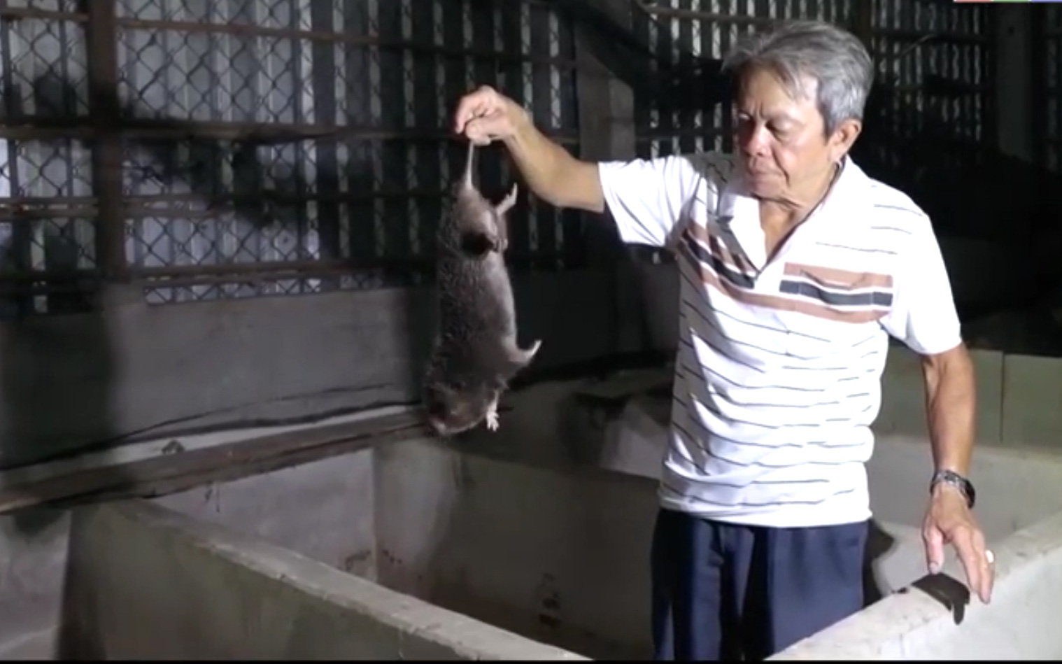 Cần Thơ: Lão nông U60 thành tỷ phú nhờ nuôi chuột tre cho ăn mía