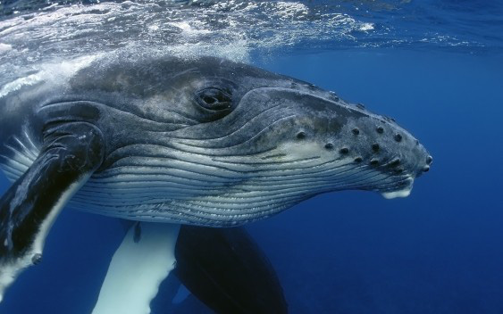 Vì sao cá voi lưng gù lại hát dưới đại dương?