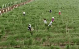Đổi thay vùng đất nắng gió Ninh Thuận từ mô hình măng tây