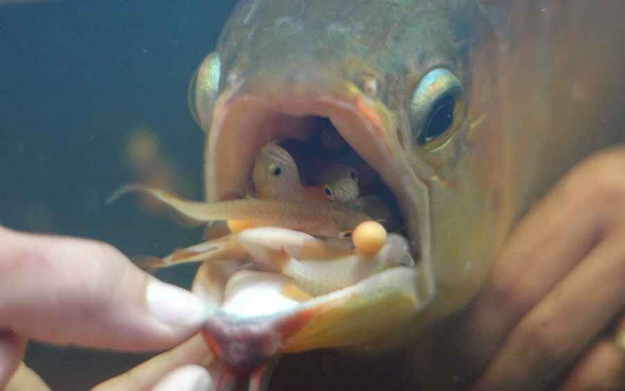 TP HCM: Trang trại nuôi cá rồng ấp trứng trong miệng, mỗi tháng thu về nửa tỷ đồng