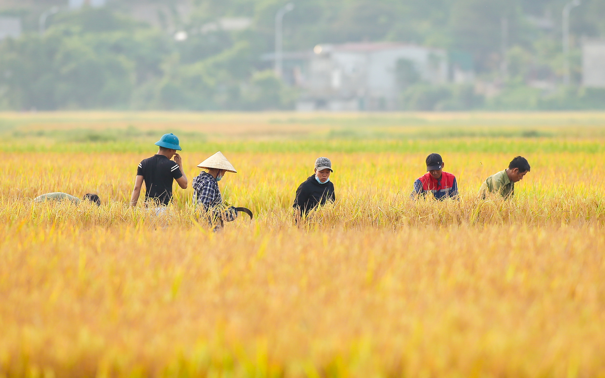 Nghệ An: Lúa vừa được mùa vừa được giá nông dân rất phấn khởi, bám đồng 
