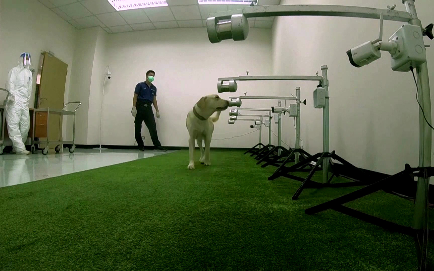Thái Lan: huấn luyện chó để đánh hơi COVID-19 với độ chính xác lên tới 95%