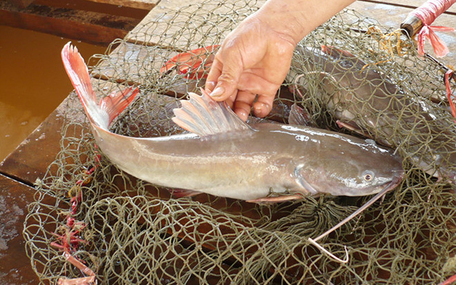 Nông dân Thạch Thất nuôi cá lăng bán giá cao gấp rưỡi nhờ cách cho ăn độc lạ