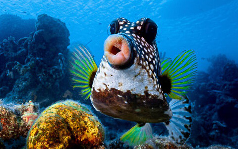 Hình ảnh chú cá chu môi rất hài hước và gây ấn tượng mạnh với khán giả thế giới