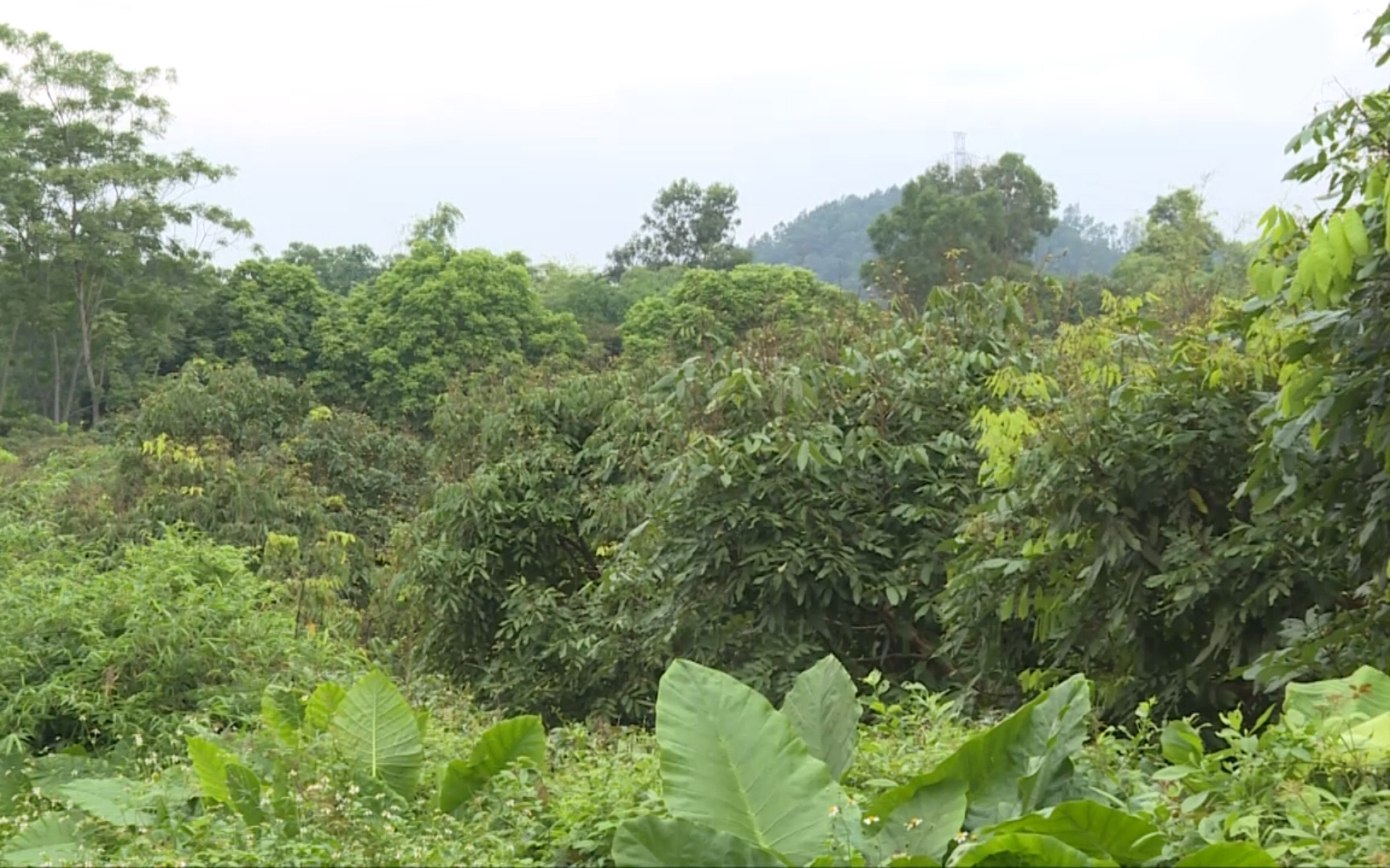 Thái Nguyên: Vùng trồng nhãn Việt Cường mất mùa, nông dân mất trắng cả trăm triệu đồng