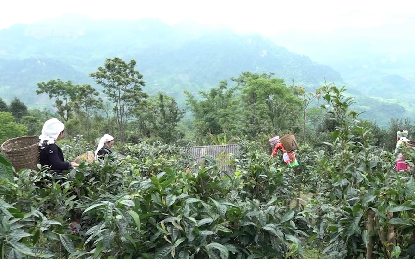 Tuyên Quang: Người dân Hồng Thái đổi đời từ trồng chè Shan tuyết theo hướng hữu cơ