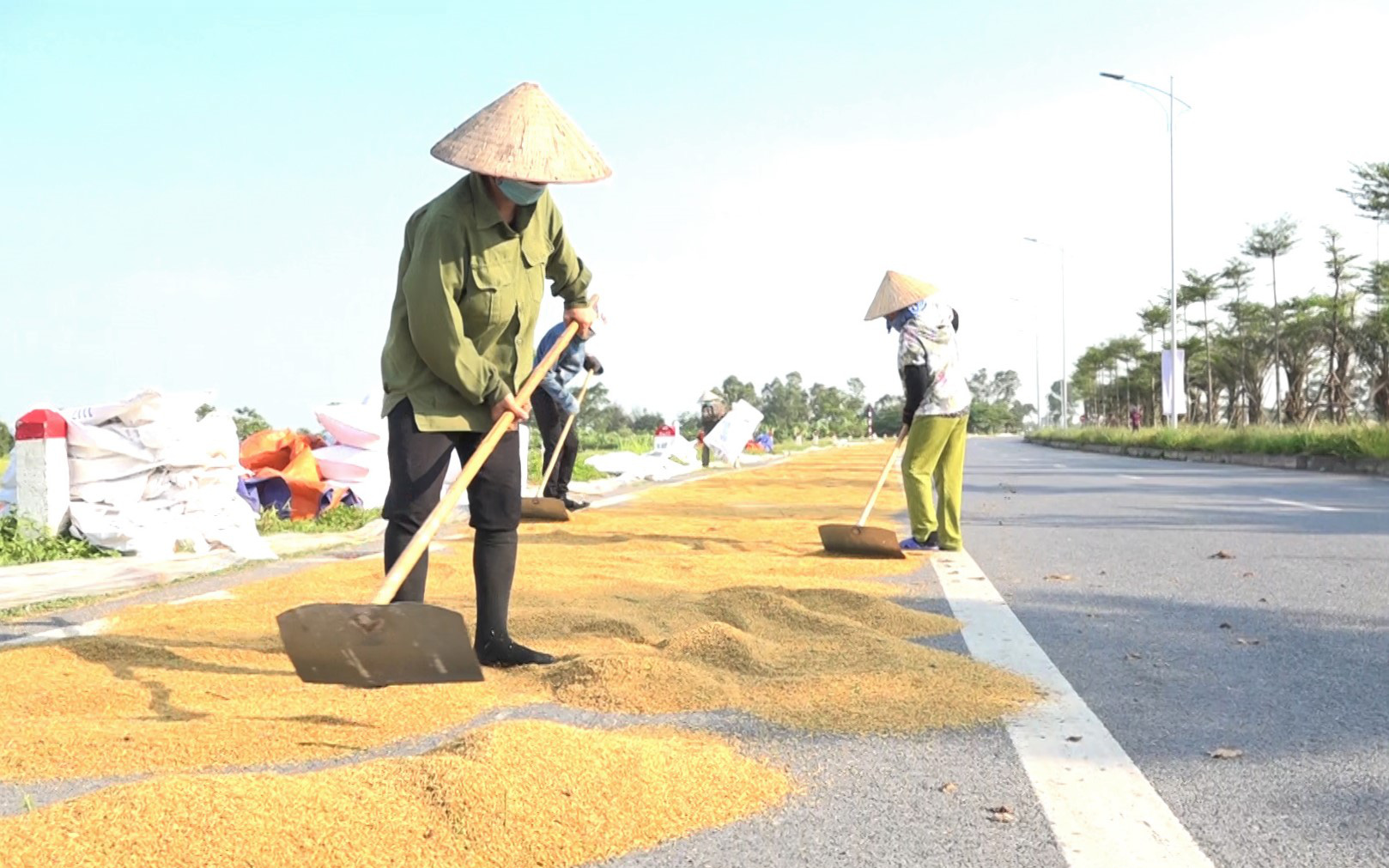 Hà Nội: Bất chấp nguy hiểm, người dân vẫn phơi thóc kín đường quốc lộ