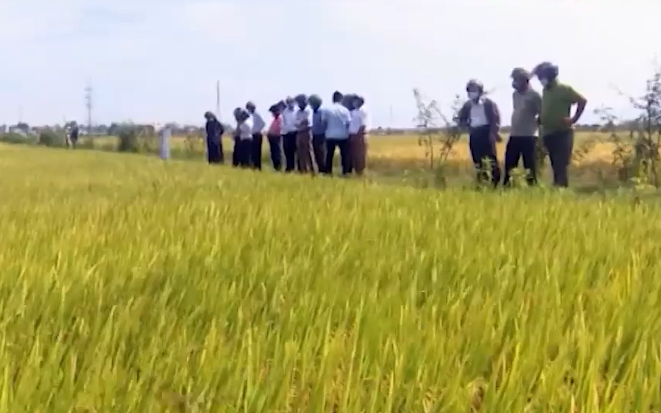 Thừa Thiên Huế: Hiệu quả kinh tế từ mô hình thâm canh giống lúa mới DT100, thị trường ưa chuộng đón nhận