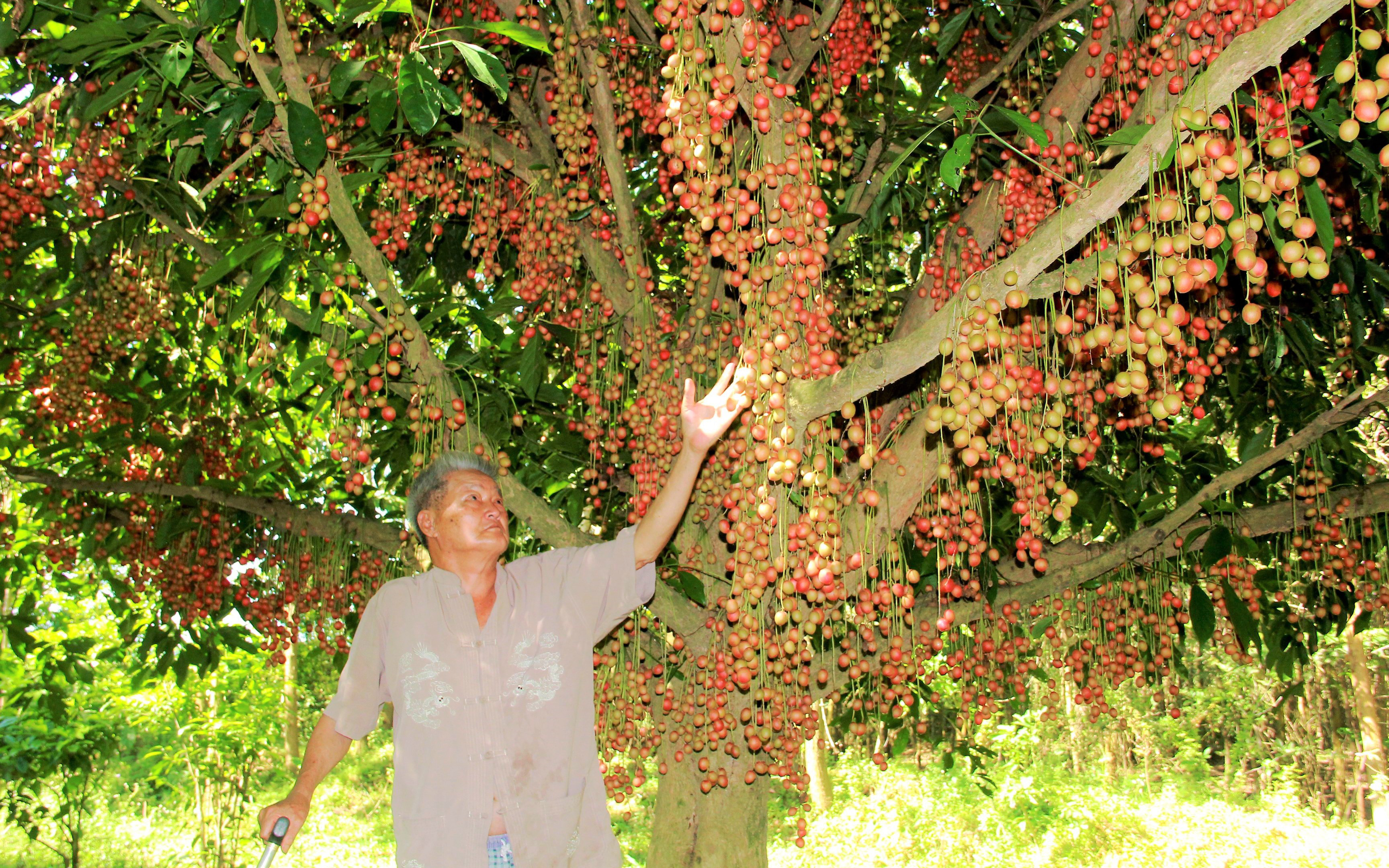 Rực đỏ mùa dâu da ở huyện miền núi Hà Tĩnh