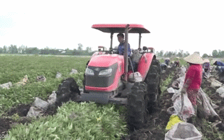 Kiên Giang: HTX nông dân khoai lang ra đời, nhiều nông dân thu nhập hàng tỷ đồng mỗi năm