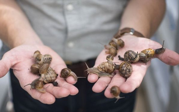 Tham quan trang trại nuôi ốc sên, từ chế biến thành món ăn cho đến mỹ phẩm