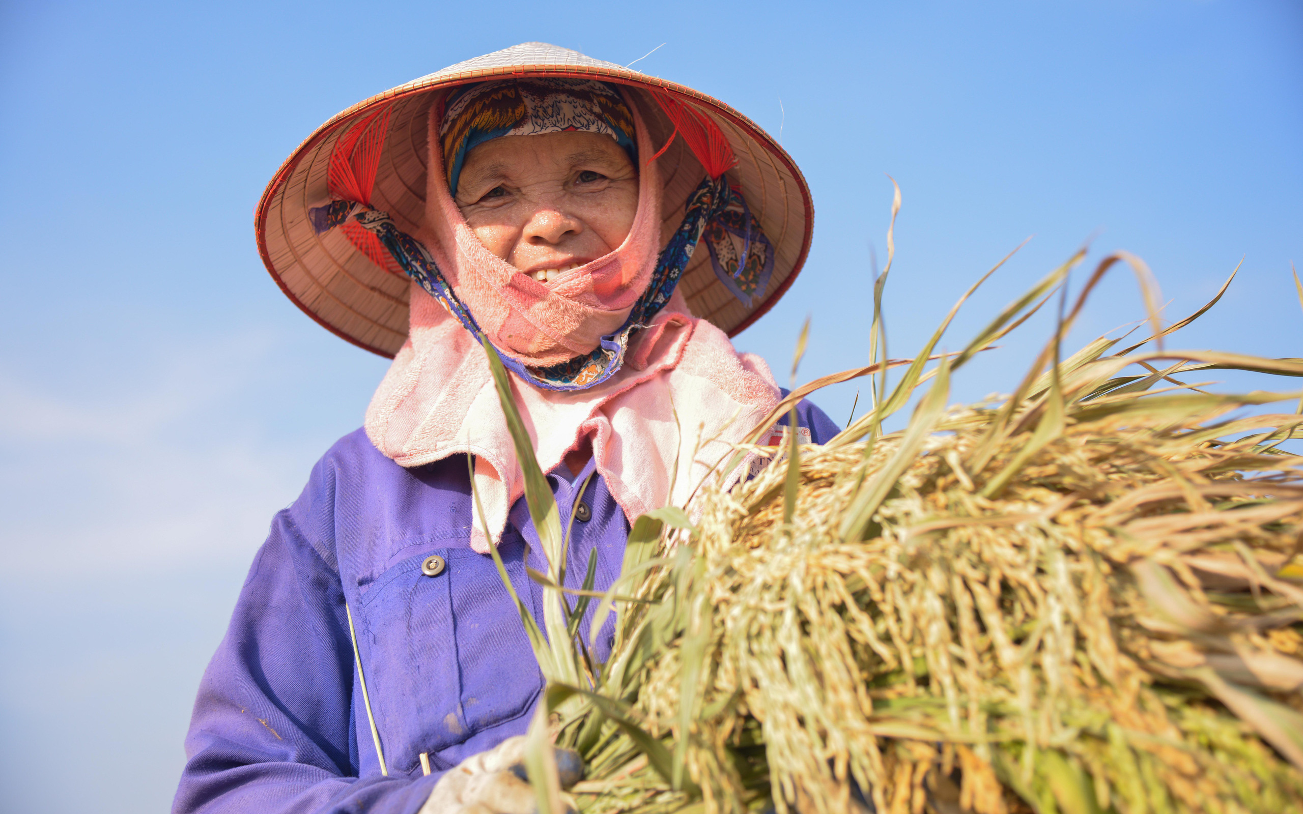 Người dân ngoại thành Hà Nội tất bật gặt lúa dưới thời tiết nắng nóng 40 độ C