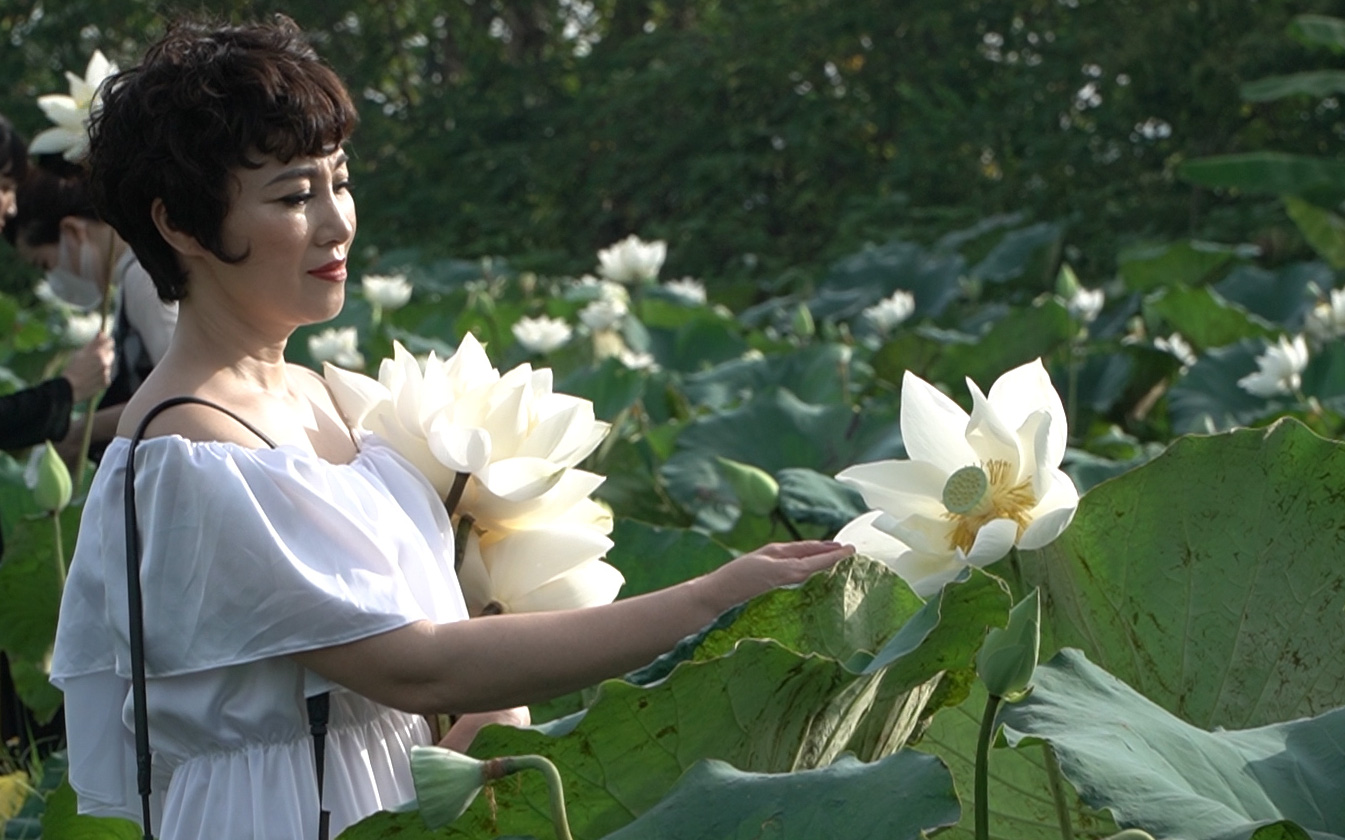 Đầm sen trắng Tam Hưng: Sắc trắng hút hồn du khách thập phương ngoại thành Hà Nội