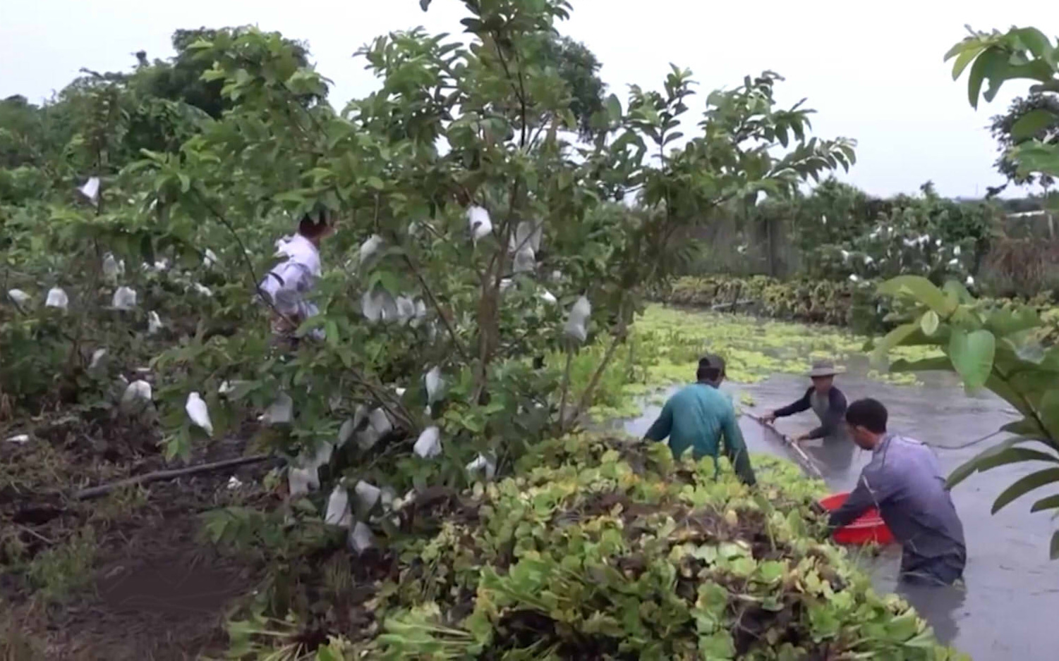 Cần Thơ: Mô hình trồng trái cây làm thức ăn nuôi ốc bươu đen thương phẩm cho hiệu quả kinh tế cao