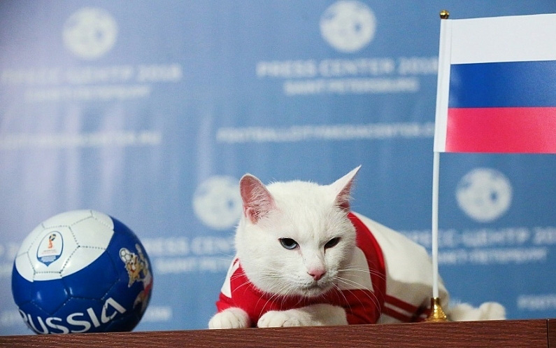 Mèo lông trắng Achilles được thành phố St. Petersburg chọn làm 