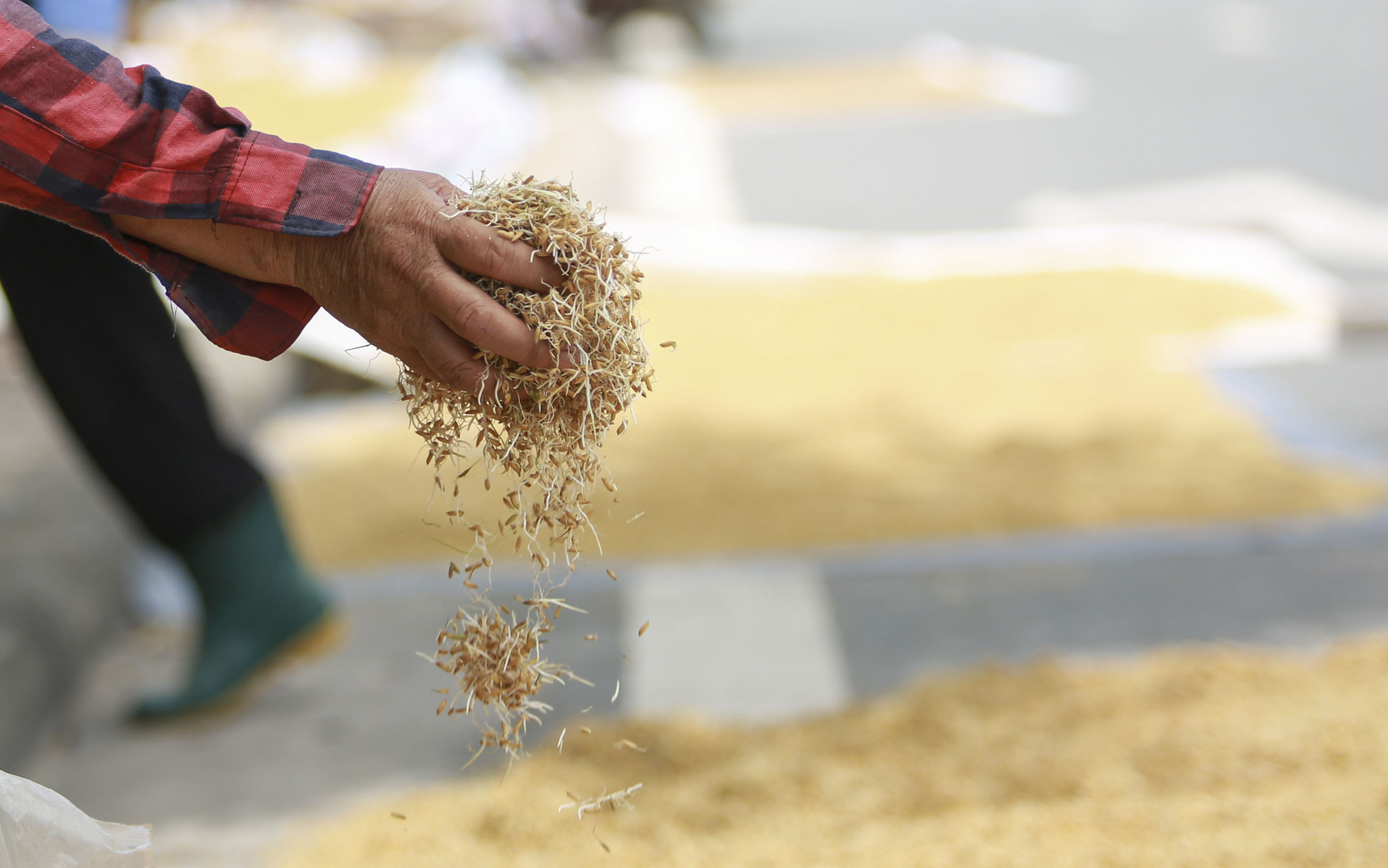 Hà Nội: Nông dân bất lực nhìn lúa mọc mầm vì mưa liên tiếp
