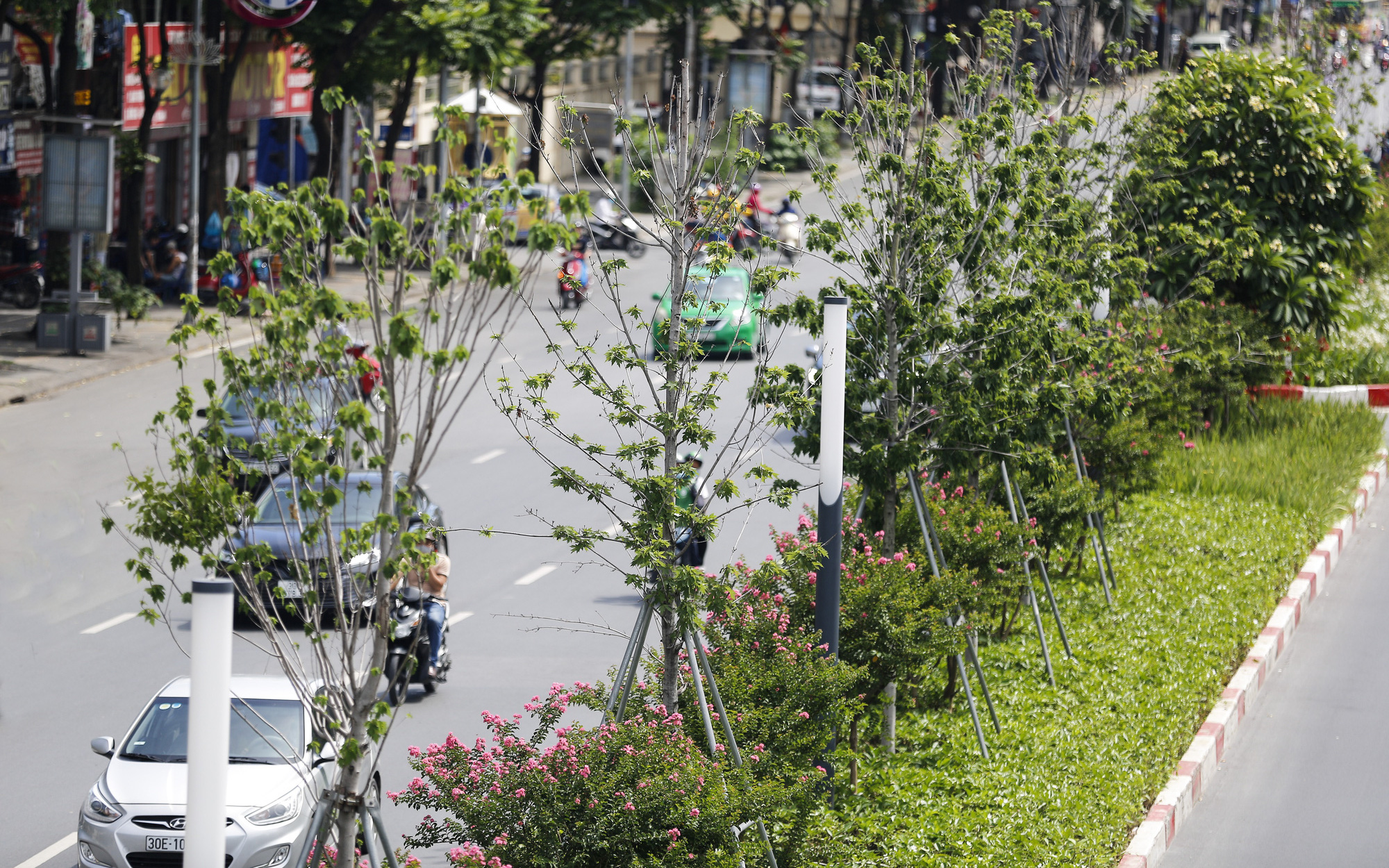 Hình ảnh hàng cây phong lá đỏ tại Hà Nội bỗng 