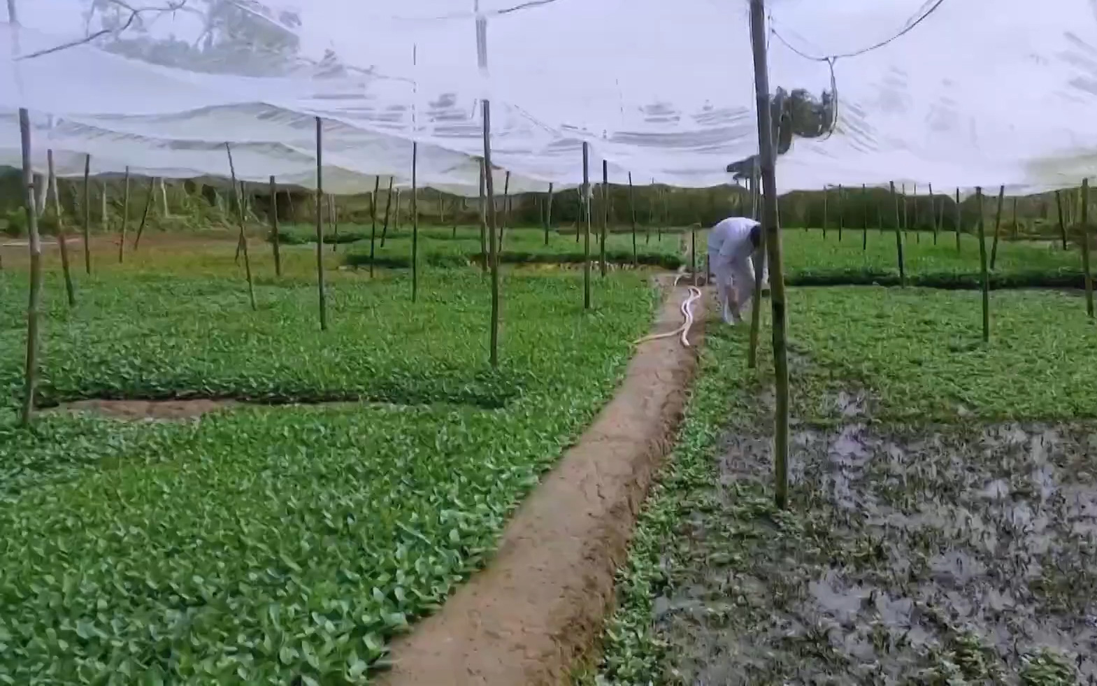 Cần Thơ: Lão nông phất lên từ mô hình trồng rau quế đất