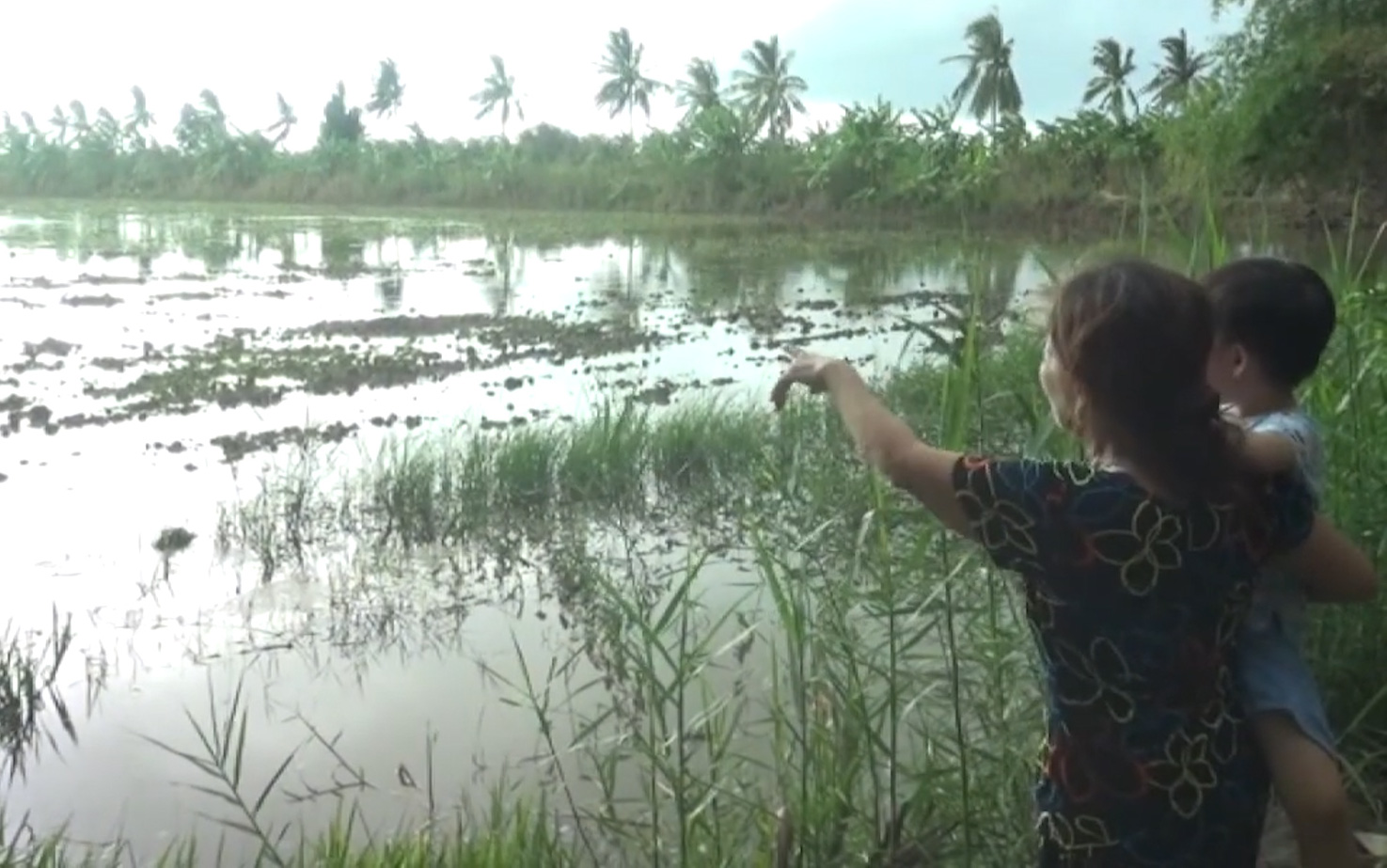 Cà Mau: Hàng ngàn hecta diện tích đất sản xuất nông nghiệp bị mất trắng do mưa lớn kéo dài