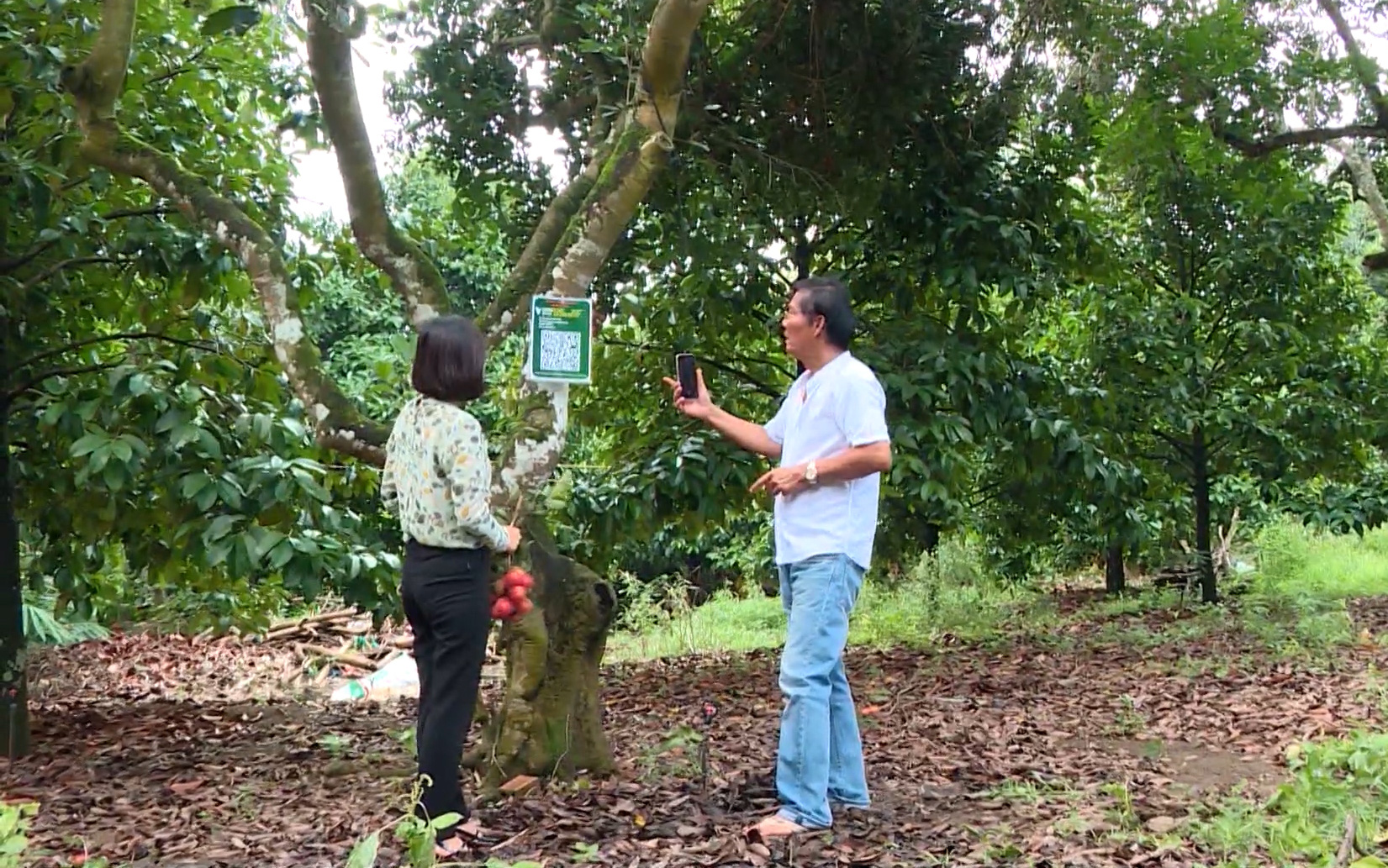 Đồng Nai: Mã hóa định danh cho cây chôm chôm tại xã Bình Lộc