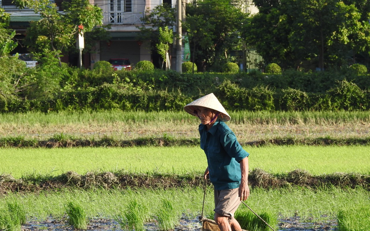 Hà Tĩnh: Nông dân tích cực phục hồi sản xuất vụ Hè Thu sau bão số 2