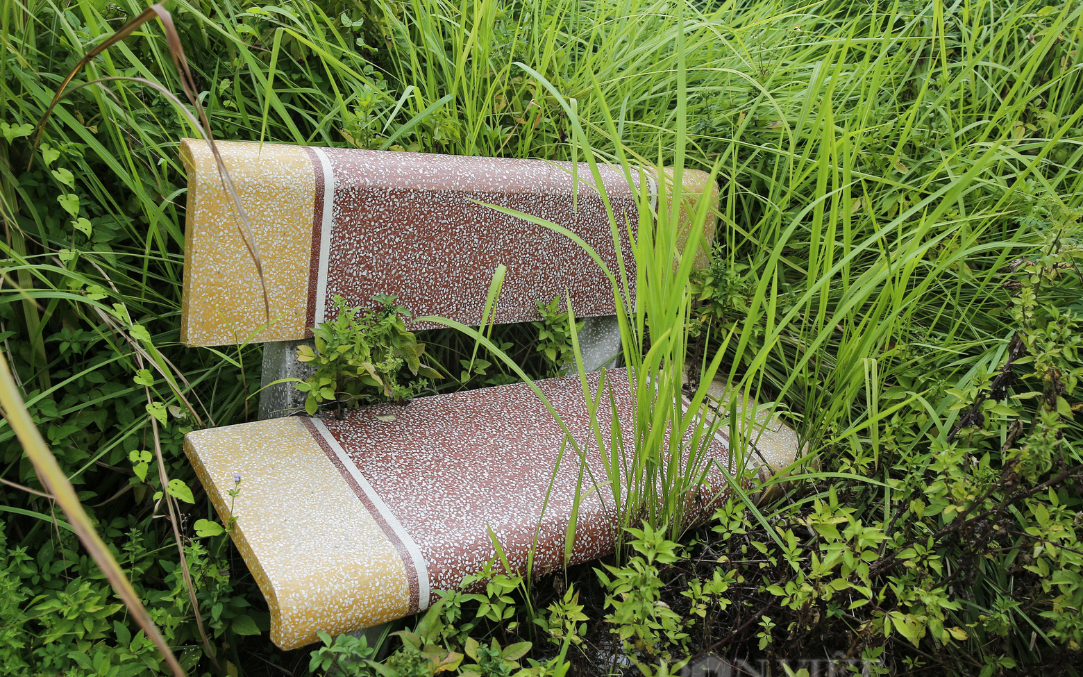 Hà Nội: Cây chết khô, ghế gãy, cỏ mọc um tùm tại công viên trung tâm quận Hoàng Mai