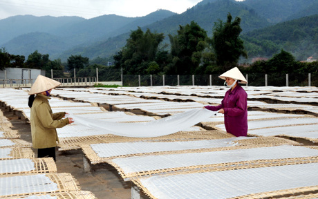 Bắc Kạn chú trọng phát triển miến dong trở thành sản phẩm nông sản chủ lực