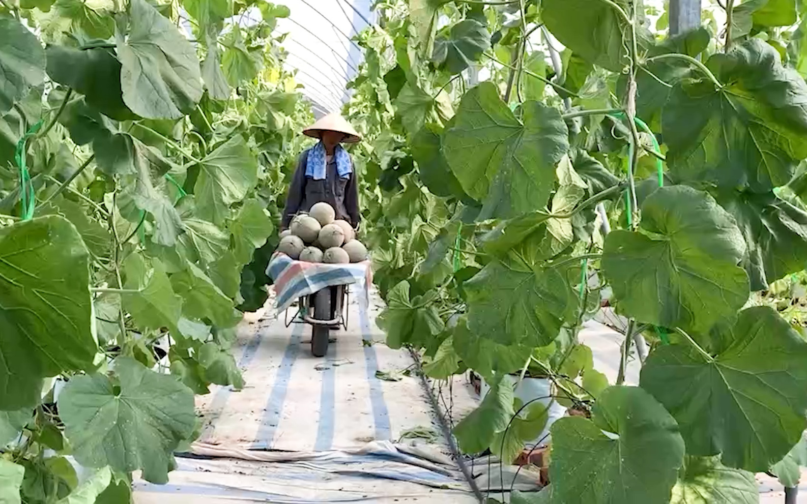 Quảng Ninh: Mô hình trồng các loại dưa lưới công nghệ cao, hướng đi mới của huyện Đầm Hà
