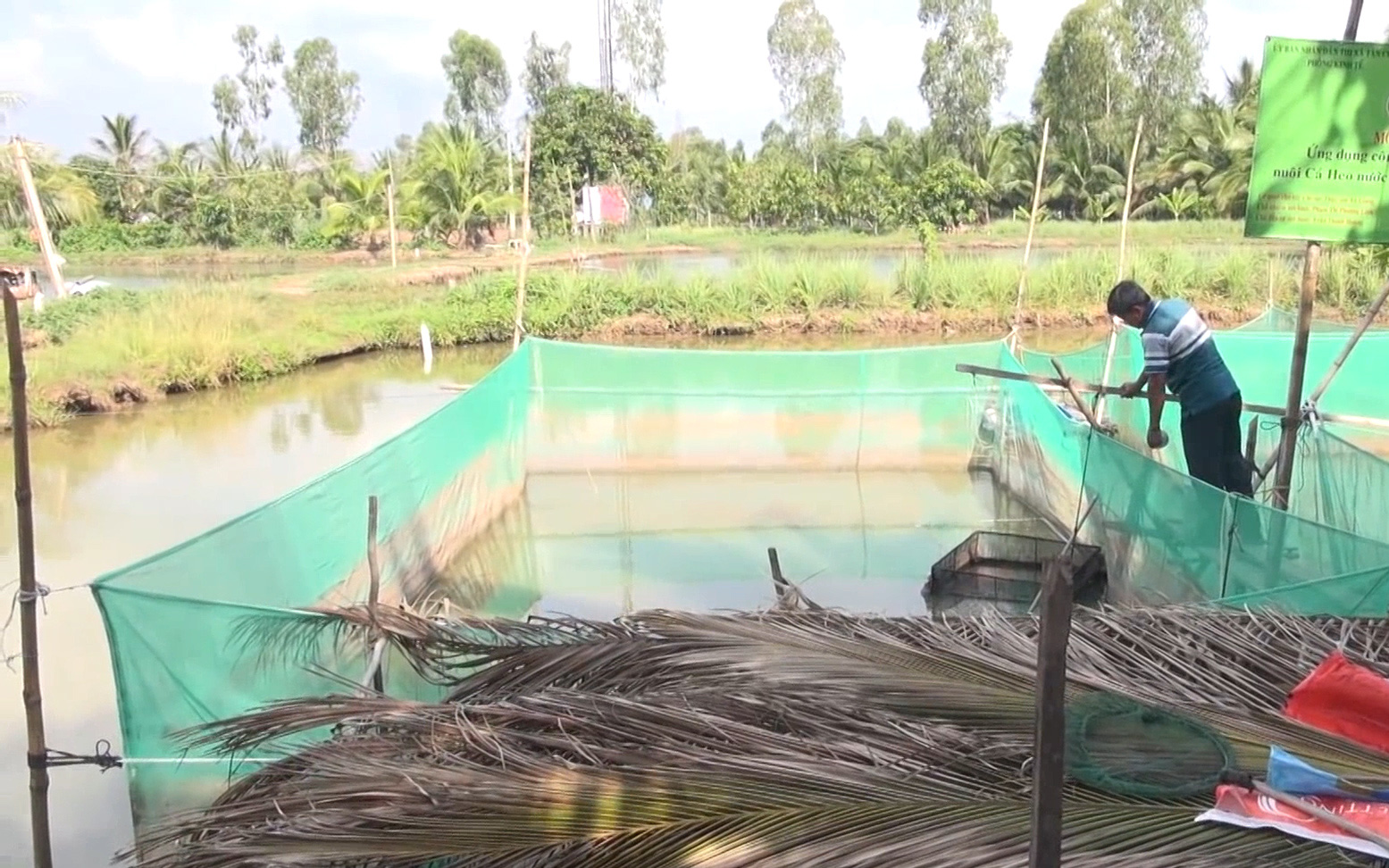 An Giang: Nông dân áp dụng công nghệ, nuôi cá heo vèo trong ao đất