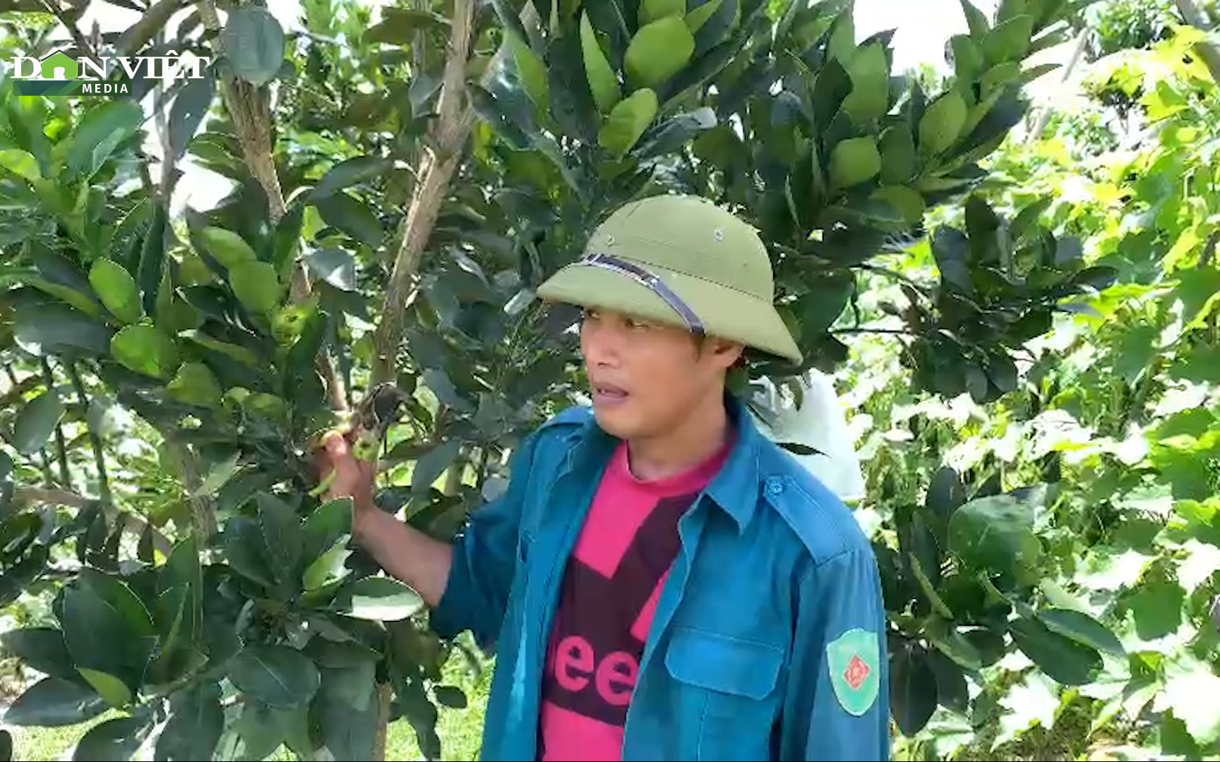 Nghệ An: “Lợi kép” từ trồng xen canh trong cây ăn quả