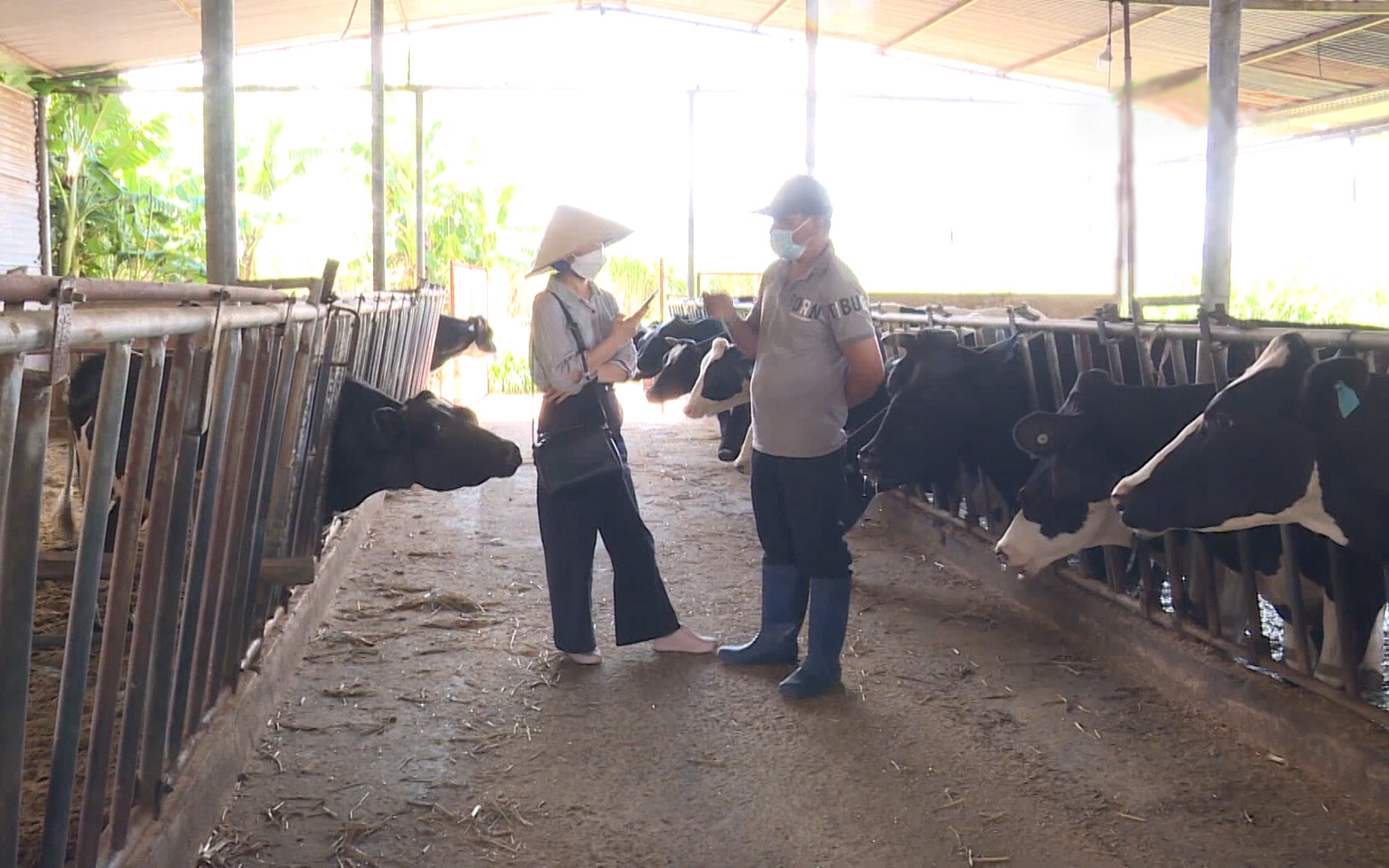 Lâm Đồng: Mô hình chăn nuôi bò sữa cho hiệu quả cao của bác sĩ thú y