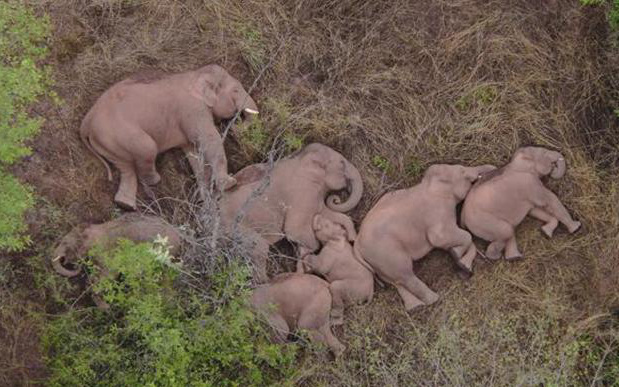 15 chú voi rừng nằm ngủ và lang thang tại Trung Quốc phủ kín mạng xã hội thế giới