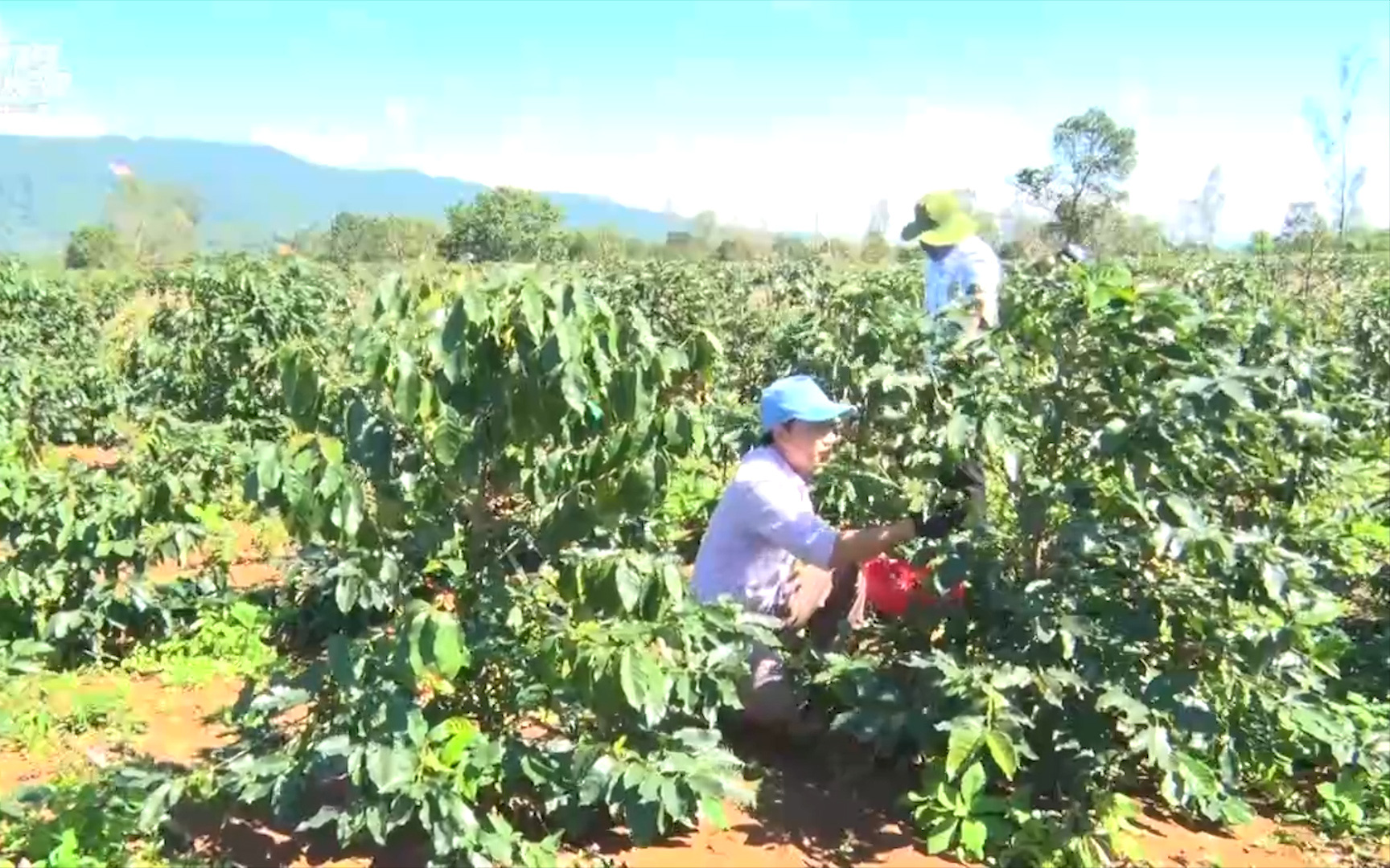 Quảng Trị: Thí điểm trồng thử nhiều giống cà phê mới có triển vọng năng suất, chất lượng cao