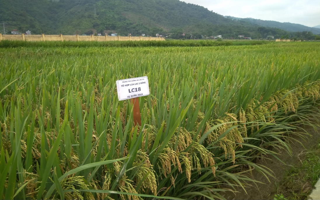 Lào Cai: Lai tạo thành công 2 giống lúa mới thích ứng với biến đổi khí hậu