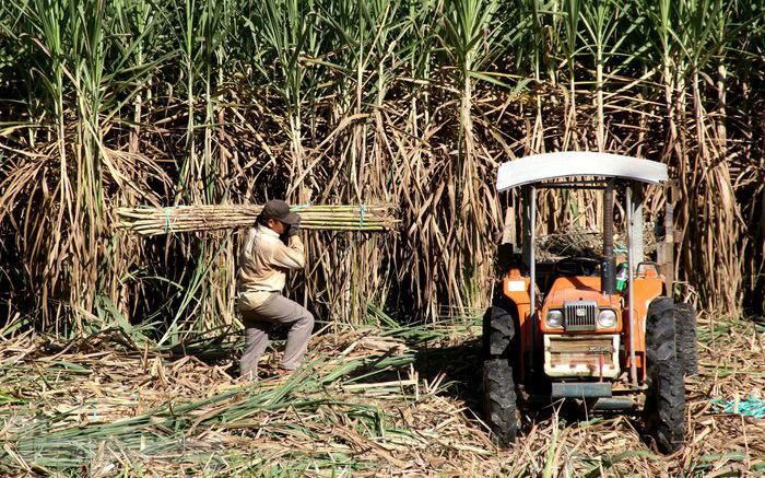 Đà Nẵng: Khó khăn đầu ra cho cây mía, nông dân huyện Hòa Vang 