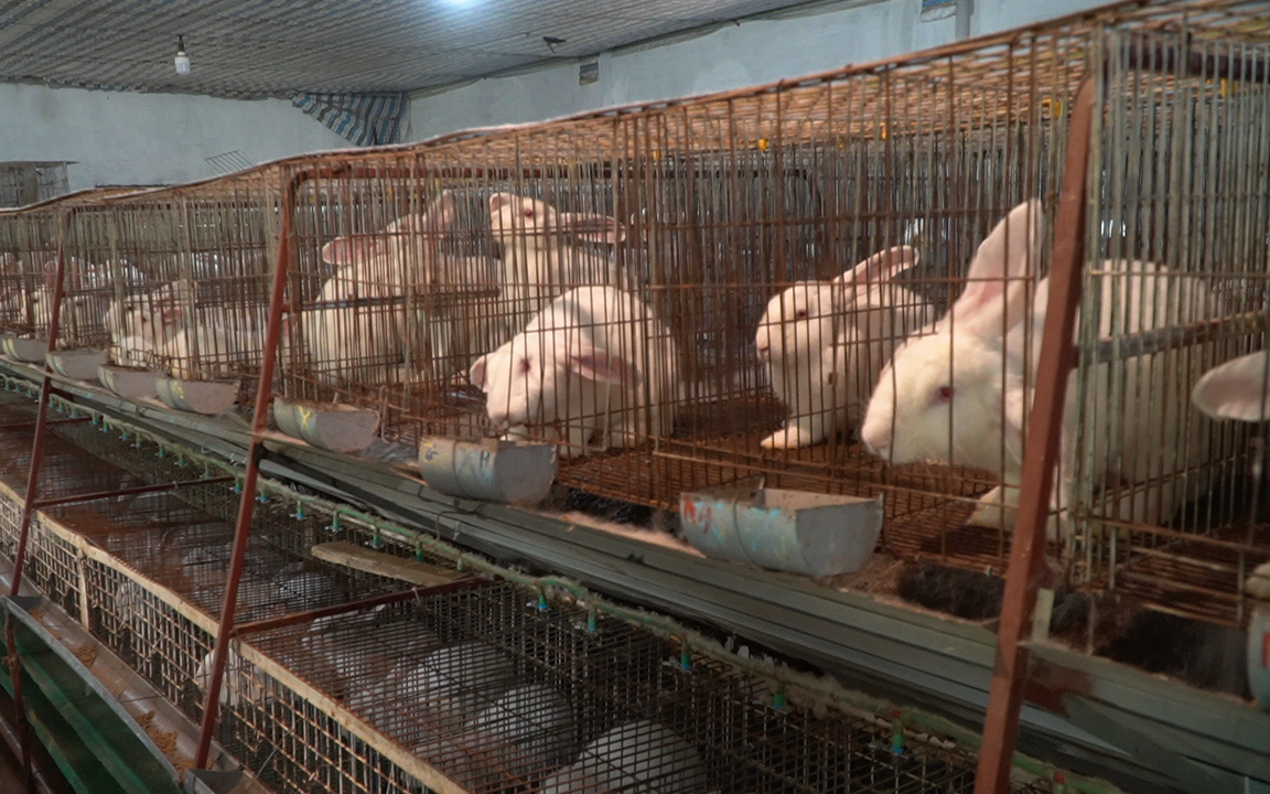 Nông dân Đan Phượng thành triệu phú nhờ nuôi thỏ xuất bán cho doanh nghiệp Nhật Bản
