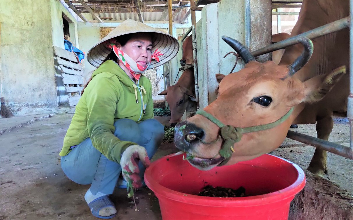 Nông dân Hà Tĩnh nuôi bò vỗ béo: Nghề thu lãi cao