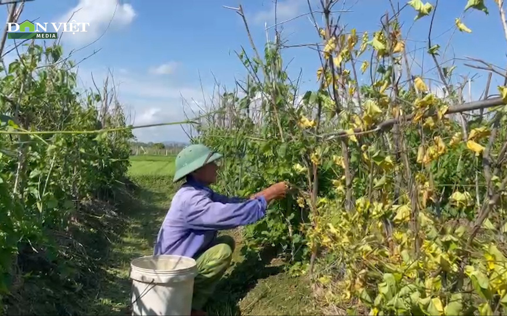 Nghệ An: Nắng gắt khiến hoa thiên lý chết rũ ngoài đồng, nông dân thất thu tiền tỷ