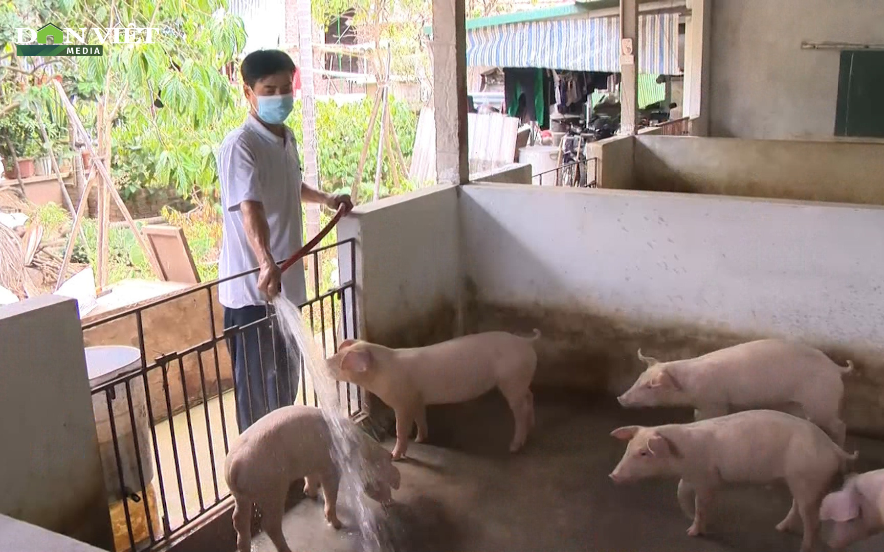 Giá thịt lợn giảm sâu, người chăn nuôi lợn đứng trước nguy cơ thua lỗ