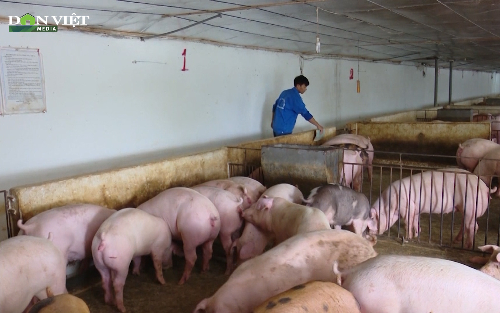 Gốc rễ giá thịt lợn giảm sâu: Người chăn nuôi chịu sức ép lớn trong tiêu thụ do dịch Covid-19