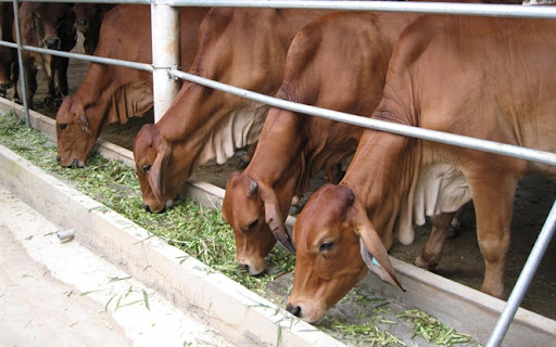 Đổi mới tư duy chăn nuôi đại gia súc, giúp nông dân vùng cao thoát nghèo
