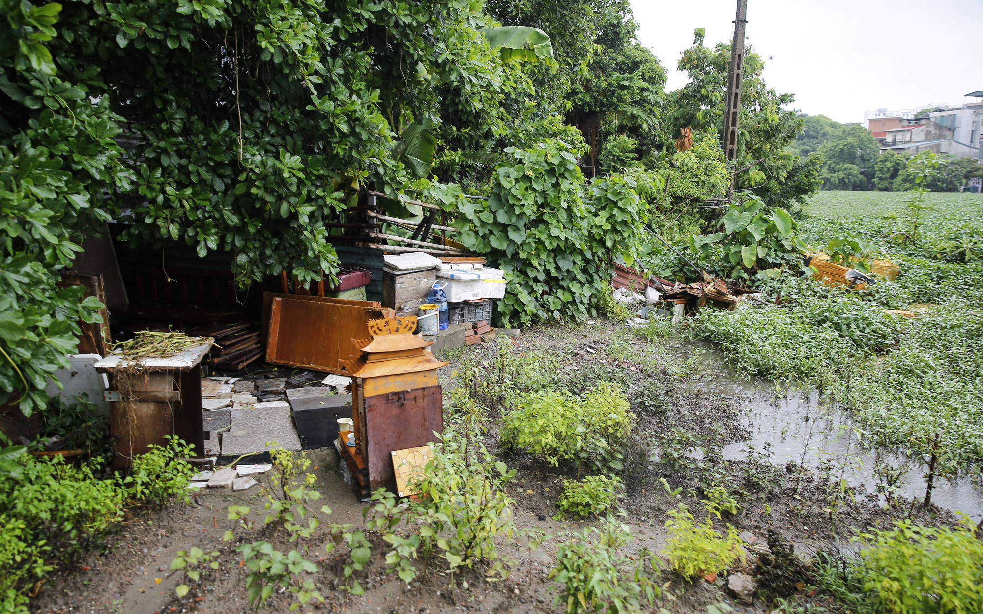 “Giậm chân tại chỗ” 7 năm, một hồ nước giữa trung tâm Hà Nội bị xâm lấn, ô nhiễm nặng nề