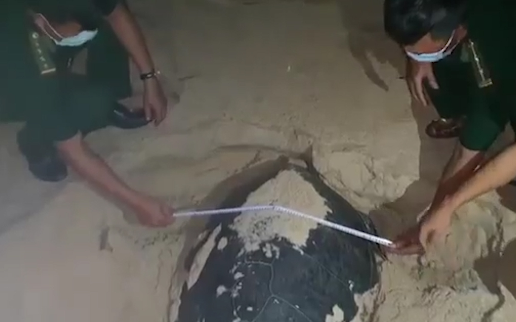 Bình Định: Cận cảnh rùa “quý hiếm” đẻ 99 quả trứng tại bãi biển xã Nhơn Hải