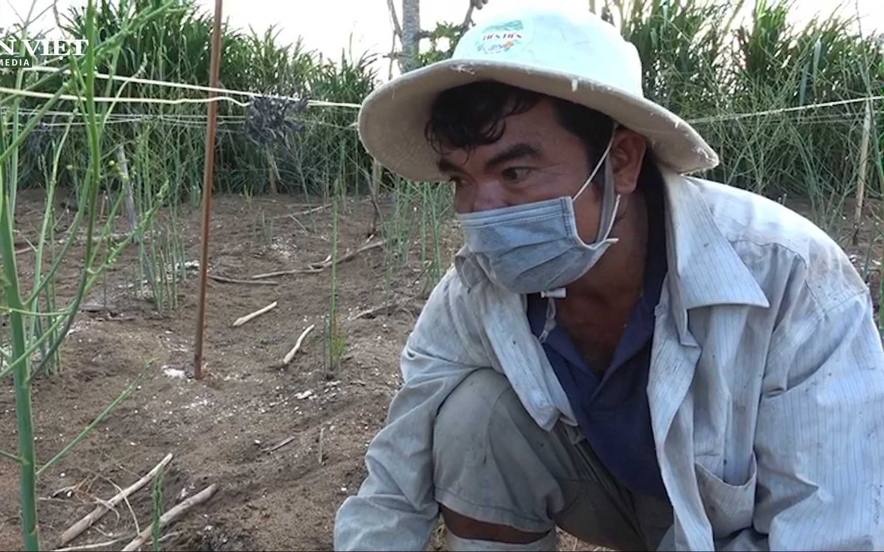 Dịch Covid-19: Nông dân Ninh Thuận chuyển đổi phương thức canh tác măng tây xanh