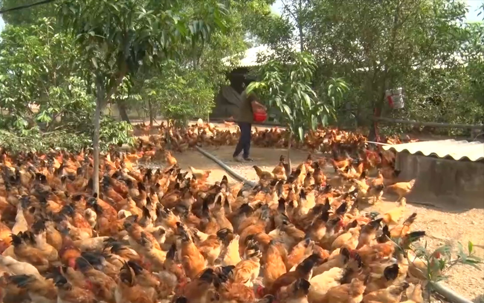 Quảng Trị: Mạnh dạn xin đất vùng đổi để nuôi gà, anh nông dân có sinh kế ổn định