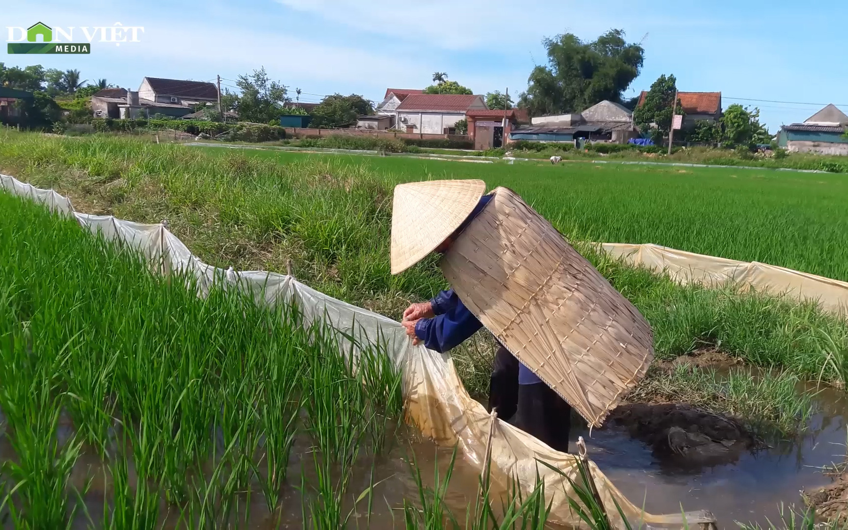 Hà Tĩnh: Nông dân làm bờ rào ruộng bằng túi ni lông để ngăn chuột phá lúa